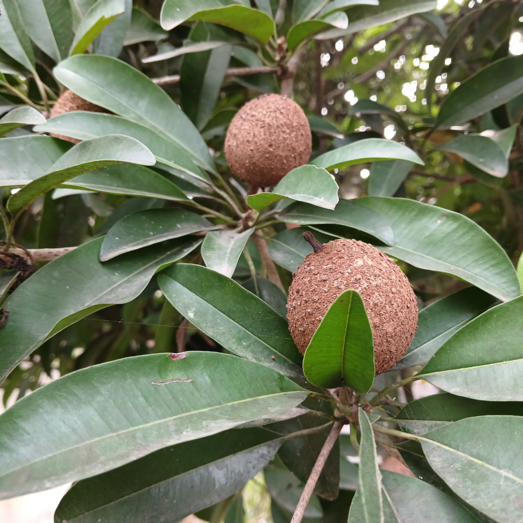FARMLAND- SAI SKANDA