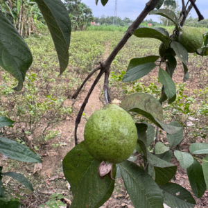 FARMLAND - SAI SKANDA